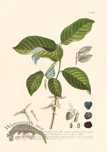 Trew Botanical 49